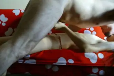 ABG Bispak Jakarta Live dari Hotel Bintang Lima Viral